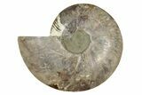 Cut & Polished Ammonite Fossil (Half) - Madagascar #342128-1